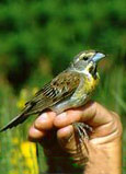 Dickcissel