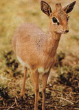 Dik-Dik